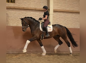 Hannoveraan, Ruin, 4 Jaar, 172 cm, Donkerbruin