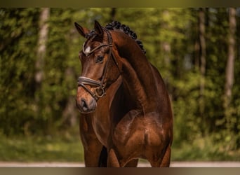 Hannoveraan, Ruin, 4 Jaar, 172 cm, Donkerbruin