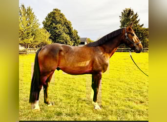 Hannoveraan, Ruin, 4 Jaar, 172 cm, Donkerbruin