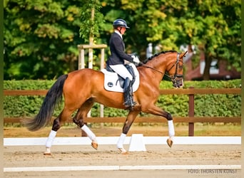 Hannoveraan, Ruin, 4 Jaar, 172 cm, Donkerbruin