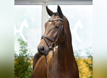 Hannoveraan, Ruin, 4 Jaar, 172 cm, Donkerbruin