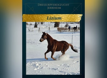 Hannoveraan, Ruin, 4 Jaar, 172 cm, Vos