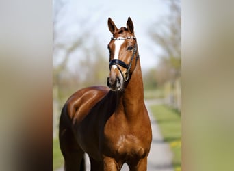 Hannoveraan, Ruin, 4 Jaar, 172 cm, Vos