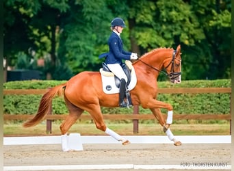 Hannoveraan, Ruin, 4 Jaar, 172 cm, Vos