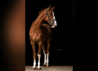 Hannoveraan, Ruin, 4 Jaar, 172 cm, Vos