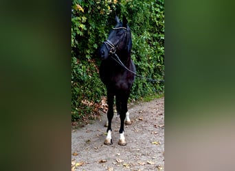 Hannoveraan, Ruin, 4 Jaar, 172 cm, Zwart