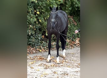 Hannoveraan, Ruin, 4 Jaar, 172 cm, Zwart