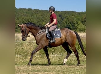 Hannoveraan, Ruin, 4 Jaar, 173 cm, Bruin