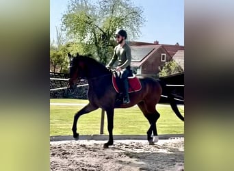 Hannoveraan, Ruin, 4 Jaar, 174 cm, Bruin