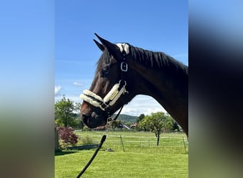 Hannoveraan, Ruin, 4 Jaar, 174 cm, Bruin