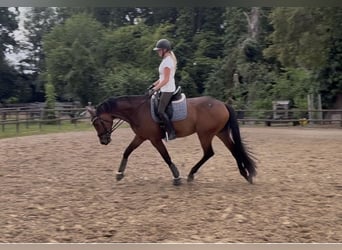 Hannoveraan, Ruin, 4 Jaar, 174 cm, Bruin