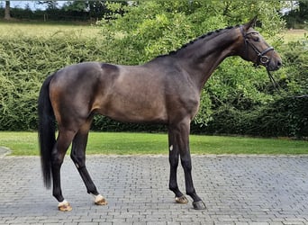Hannoveraan, Ruin, 4 Jaar, 174 cm, Donkerbruin