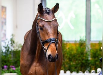 Hannoveraan, Ruin, 4 Jaar, 174 cm, Donkerbruin