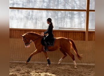 Hannoveraan, Ruin, 4 Jaar, 174 cm, Vos