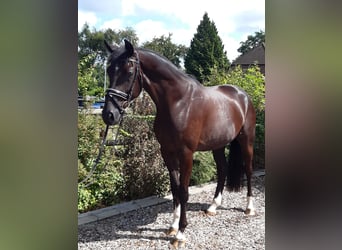 Hannoveraan, Ruin, 4 Jaar, 174 cm, Zwart