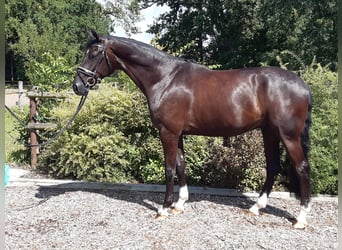 Hannoveraan, Ruin, 4 Jaar, 174 cm, Zwart