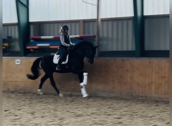 Hannoveraan, Ruin, 4 Jaar, 174 cm, Zwart