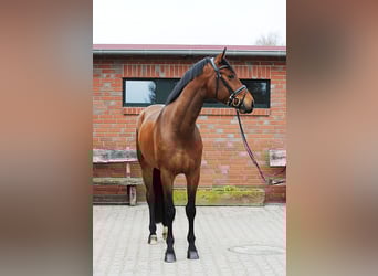 Hannoveraan, Ruin, 4 Jaar, 175 cm, Brauner