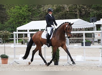 Hannoveraan, Ruin, 4 Jaar, 175 cm, Brauner