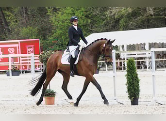 Hannoveraan, Ruin, 4 Jaar, 175 cm, Brauner