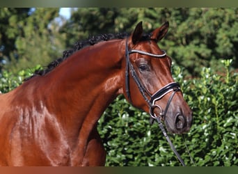 Hannoveraan, Ruin, 4 Jaar, 175 cm, Brauner