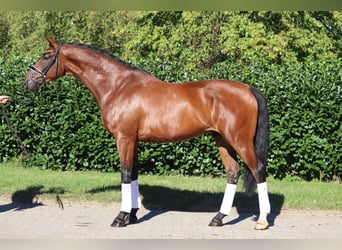 Hannoveraan, Ruin, 4 Jaar, 175 cm, Brauner