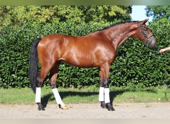 Hannoveraan, Ruin, 4 Jaar, 175 cm, Brauner