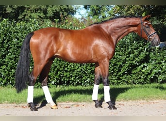 Hannoveraan, Ruin, 4 Jaar, 175 cm, Brauner