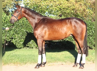 Hannoveraan, Ruin, 4 Jaar, 175 cm, Bruin