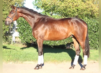 Hannoveraan, Ruin, 4 Jaar, 175 cm, Bruin
