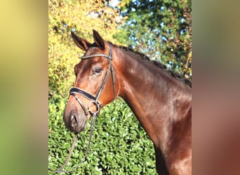 Hannoveraan, Ruin, 4 Jaar, 175 cm, Bruin