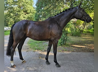 Hannoveraan, Ruin, 4 Jaar, 175 cm, Donkerbruin