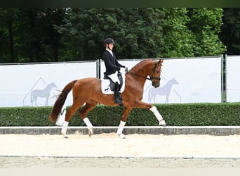 Hannoveraan, Ruin, 4 Jaar, 175 cm, Vos