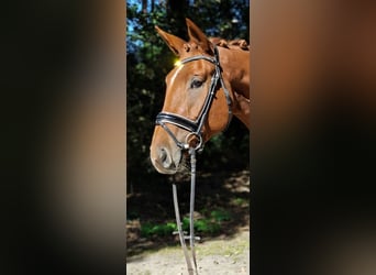 Hannoveraan, Ruin, 4 Jaar, 175 cm, Vos