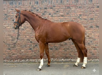 Hannoveraan, Ruin, 4 Jaar, 175 cm, Vos