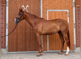 Hannoveraan Mix, Ruin, 4 Jaar, 175 cm, Vos