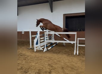 Hannoveraan, Ruin, 4 Jaar, 175 cm, Vos