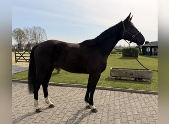 Hannoveraan, Ruin, 4 Jaar, 175 cm, Zwart