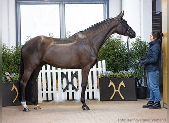 Hannoveraan, Ruin, 4 Jaar, 175 cm, Zwart