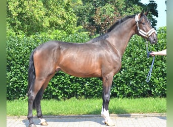 Hannoveraan, Ruin, 4 Jaar, 176 cm, Bruin
