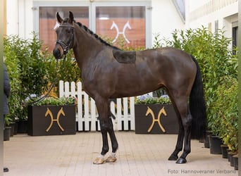 Hannoveraan, Ruin, 4 Jaar, 176 cm, Bruin