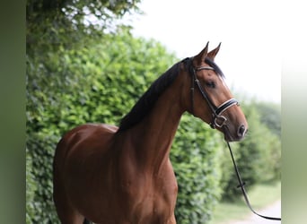 Hannoveraan, Ruin, 4 Jaar, 177 cm, Brauner