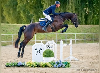Hannoveraan, Ruin, 4 Jaar, 177 cm, Donkerbruin