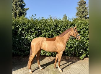 Hannoveraan, Ruin, 4 Jaar, 177 cm, Vos