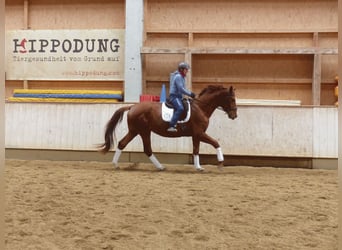 Hannoveraan, Ruin, 4 Jaar, 177 cm, Vos