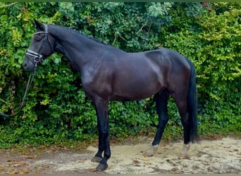 Hannoveraan, Ruin, 4 Jaar, 177 cm, Zwart