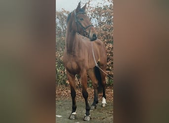 Hannoveraan, Ruin, 4 Jaar, 178 cm, Bruin