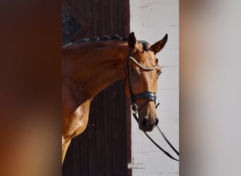 Hannoveraan, Ruin, 4 Jaar, 178 cm, Bruin