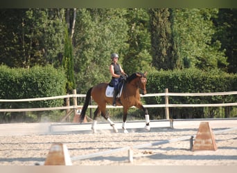 Hannoveraner, Wallach, 4 Jahre, 178 cm, Hellbrauner