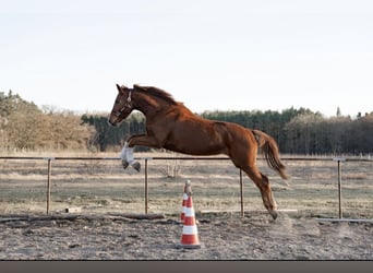 Hannoveraan, Ruin, 4 Jaar, 180 cm, Vos